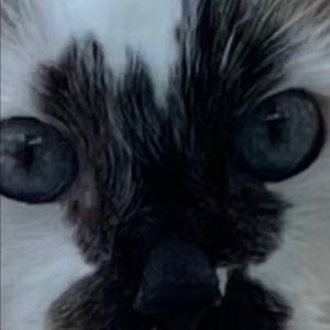 Meet your Posher, Anne